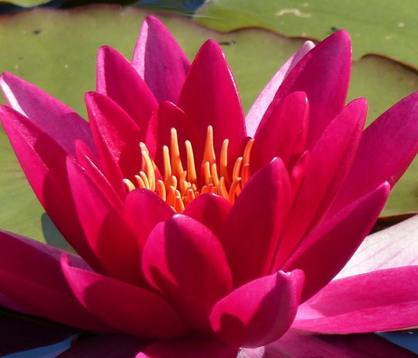 Teichpflanzen Komplett-Set Seerose, 6-teilig