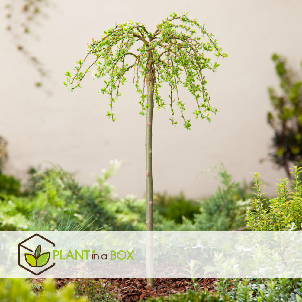 Salix arbuscula - saule nain - arbre - ⌀19 cm - hauteur 80-90 cm