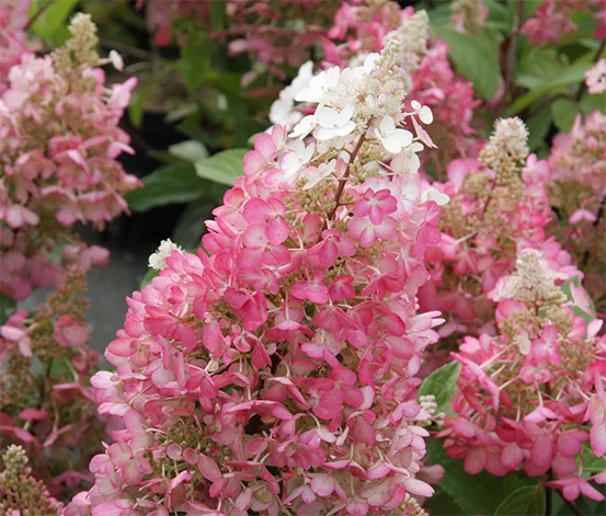 Rispenhortensie »Pinky Winky«