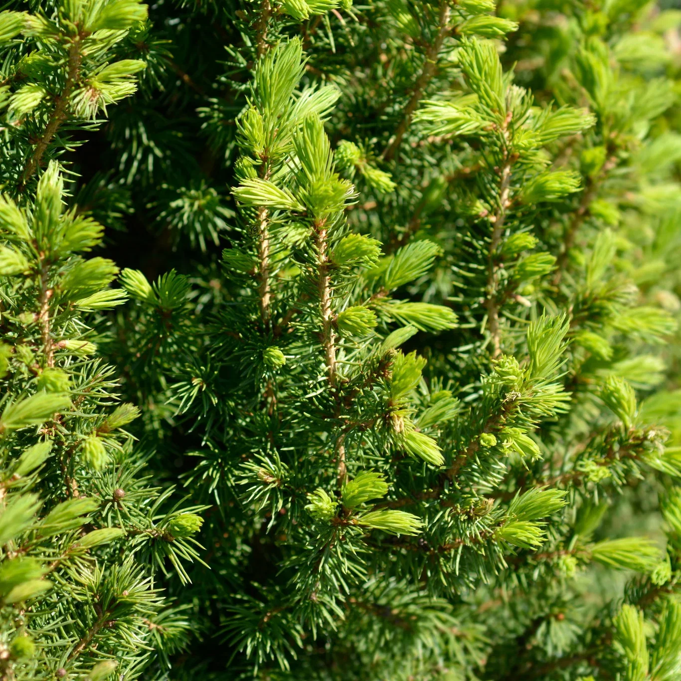 Picea glauca PERFECTA Kvitgran PERFECTA Høyde 60-70 cm