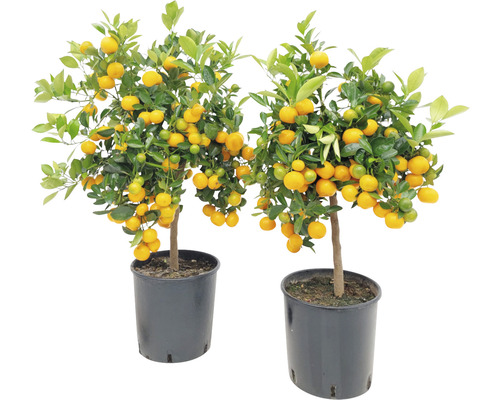 Orange FloraSelf Citrus calamondin H 70-90 cm Ø 24 cm pot