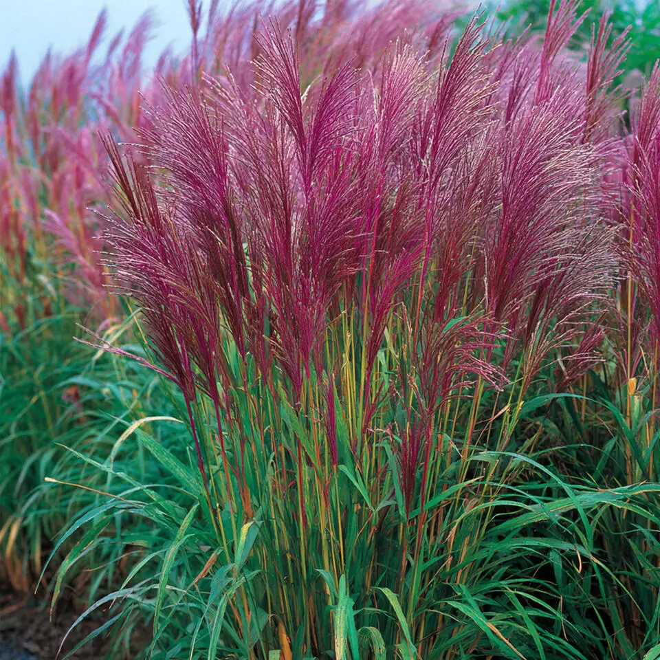 Prachtriet - Set van 2 - Miscanthus 'Red Chief' - Hoogte 40-60cm - ⌀23cm