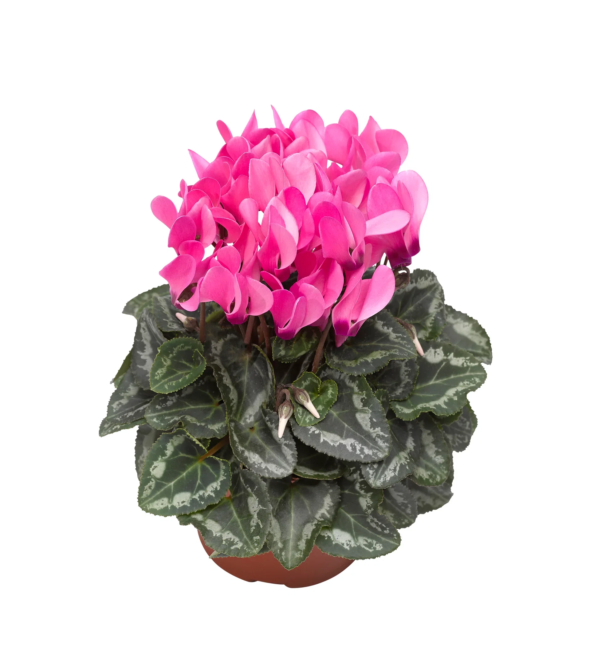Cyclamen Pink 10,5 cm Alpefiol Ø10,5 cm