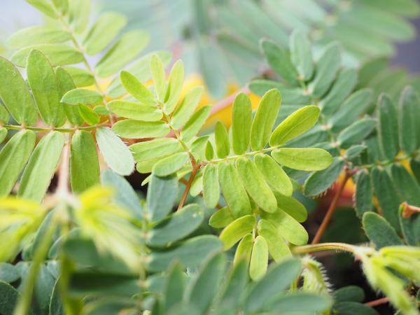 Sinnpflanze - Mimosa pudica