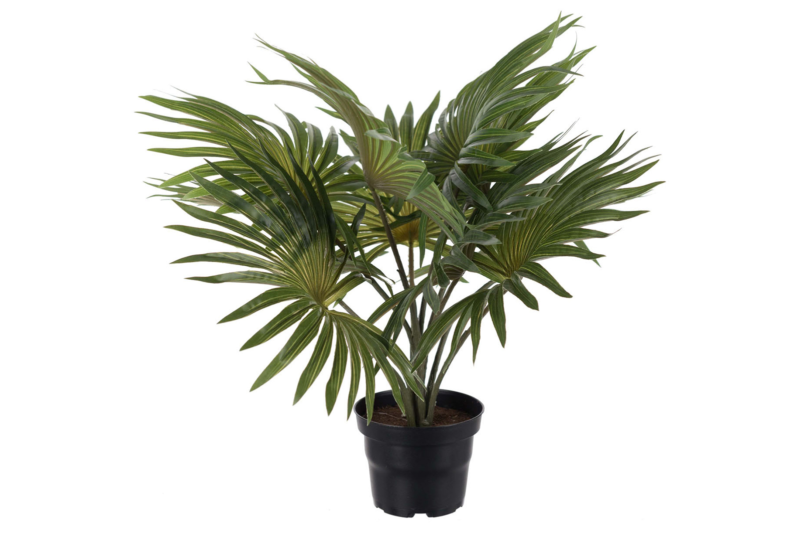 Palme potteplante Grønn. H35 cm