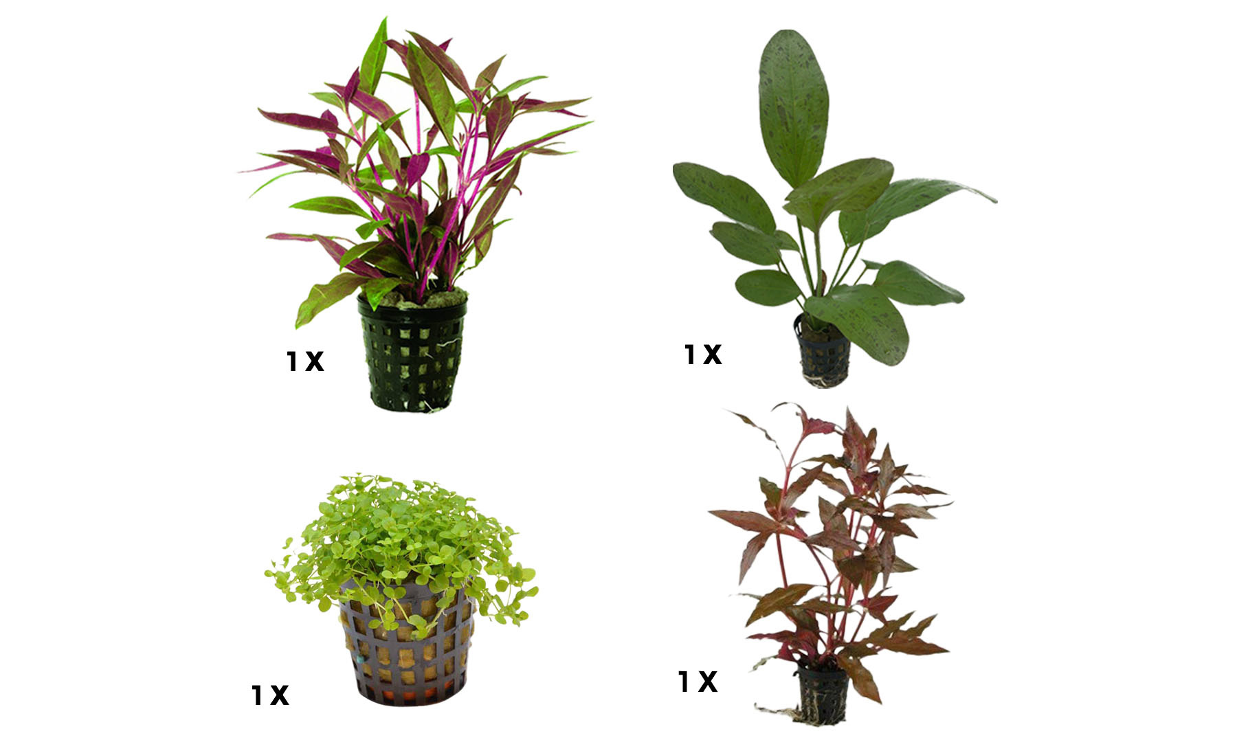 AquastoreXL Plantenpakket Extra Small 3 | Aquarium