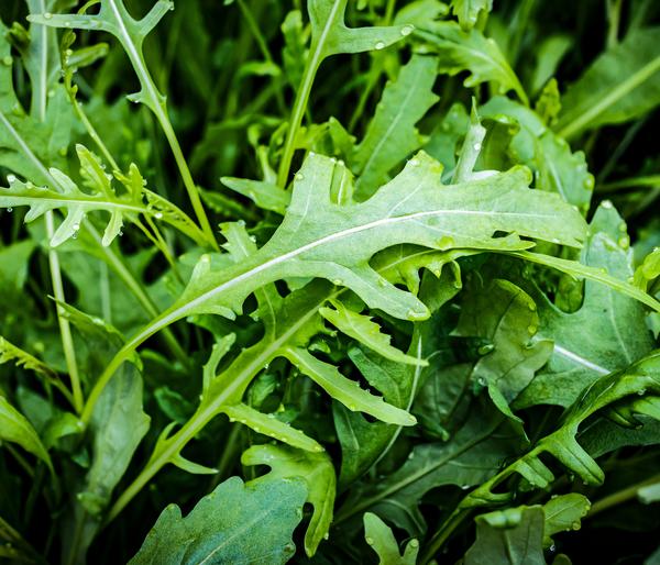 Dehner Bio-Saatgut Salatrauke 'Rucola'