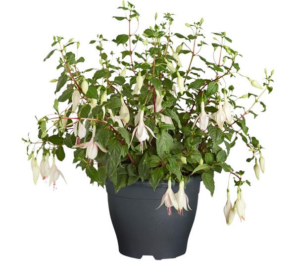 Winterharte Fuchsie, verschiedene Sorten