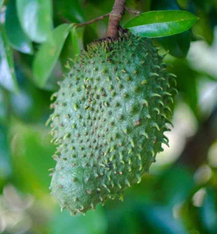 Annona muricata (corossole) jaune - taille pot de 2 litres - 30/50 cm