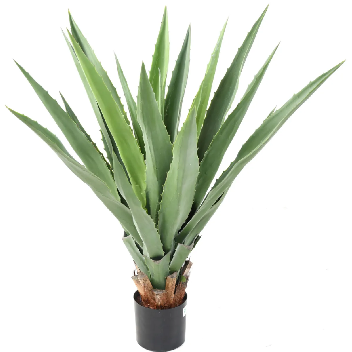Agave Furcraea Pegane