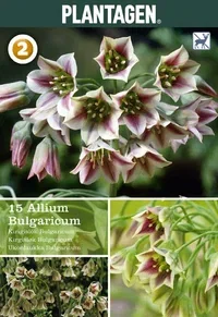 Allium siculum subsp. Dioscoridis Honningløk