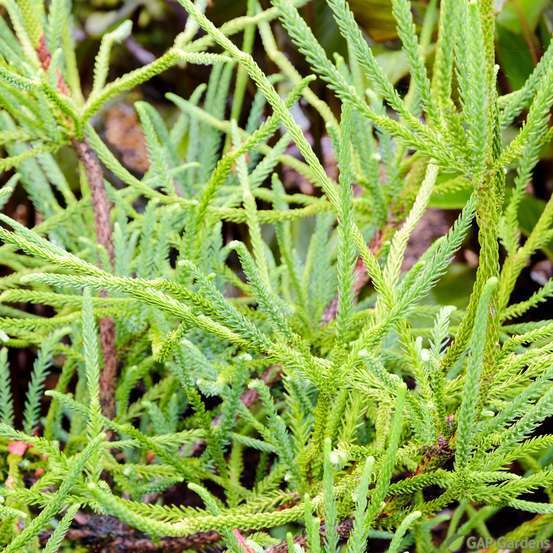 Cèdre du Japon-Cryptomeria japonica- 'Araucarioides' 40/60 : pot 3L