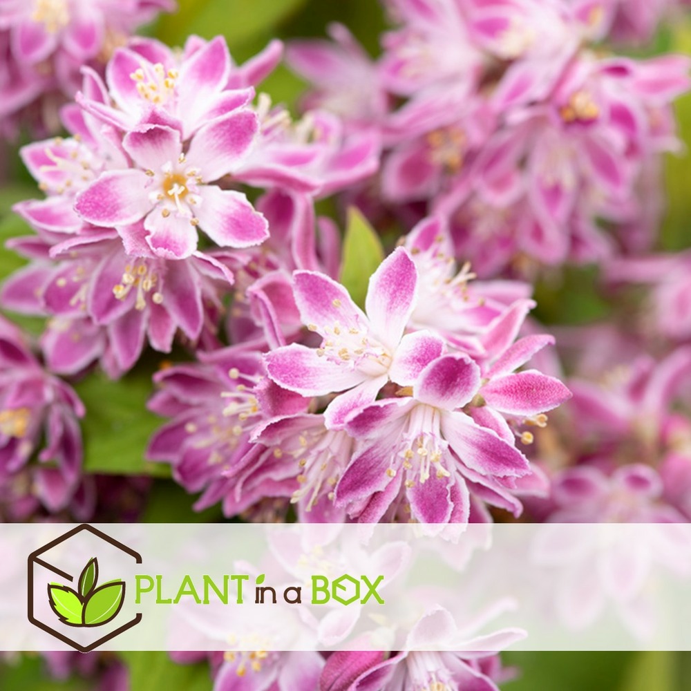 Deutzia x hybrida 'strawberry fields' - set de 4 - pot 17cm - hauteur 25-40cm