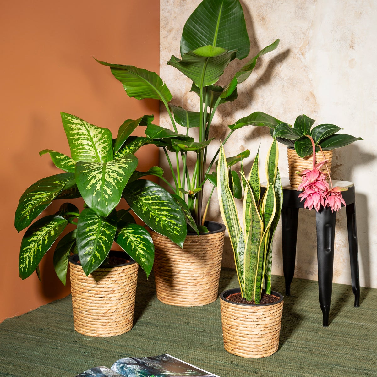 Scheurich Waterhyacint 30, plantenbak/mandpot van waterhyacint, kleur: naturel, 30 cm diameter, 28 cm hoog, 23,9 l inhoud.