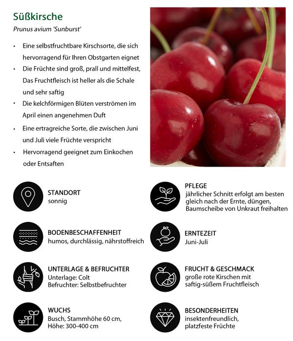 Süßkirsche 'Sunburst'