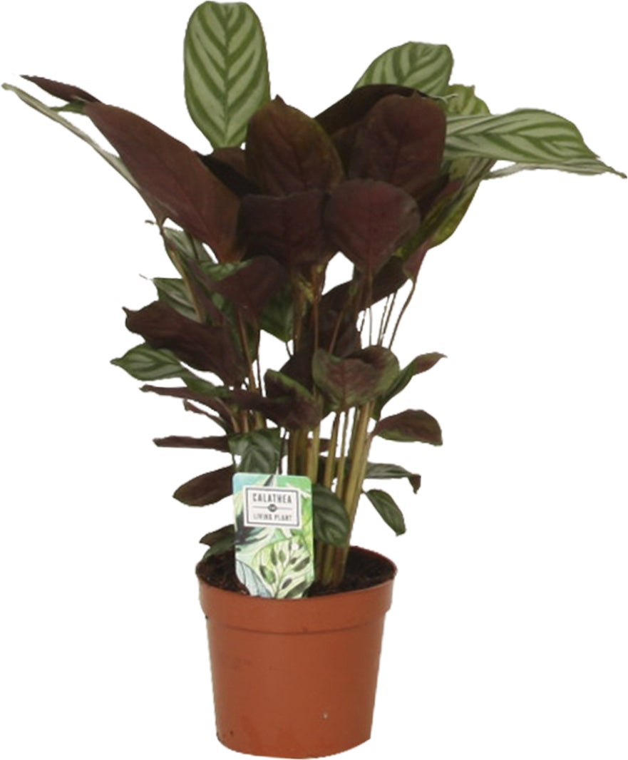 Gebedsplant (Ctenanthe setosa 'Compactstar') D 12 H 35 cm