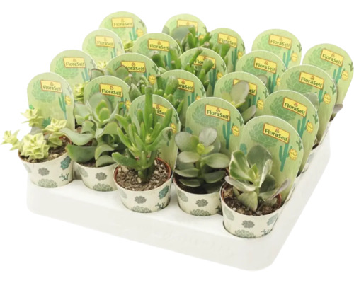 Crassula Mix FloraSelf Ø 5,5 cm pot, willekeurige variëteitselectie