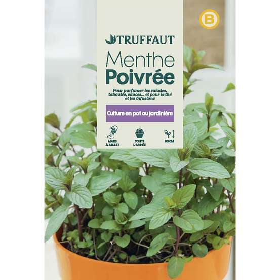 Graines de Menthe poivrée en sachet