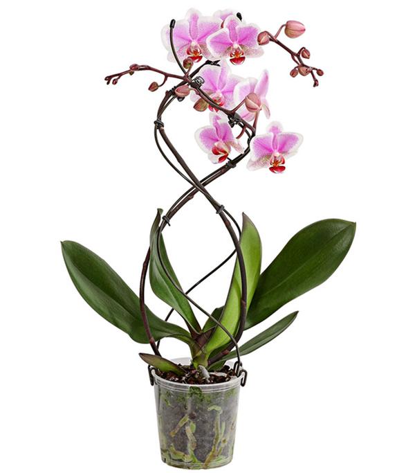 Schmetterlingsorchidee - Phalaenopsis
