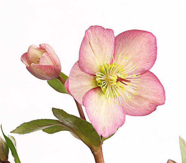 Schneerose 'Ice N' Roses® Rose' - Helleborus