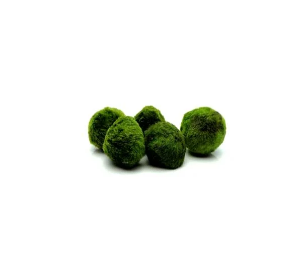 Cladophora Marimo Ball Musgo Japonês Aegagropila