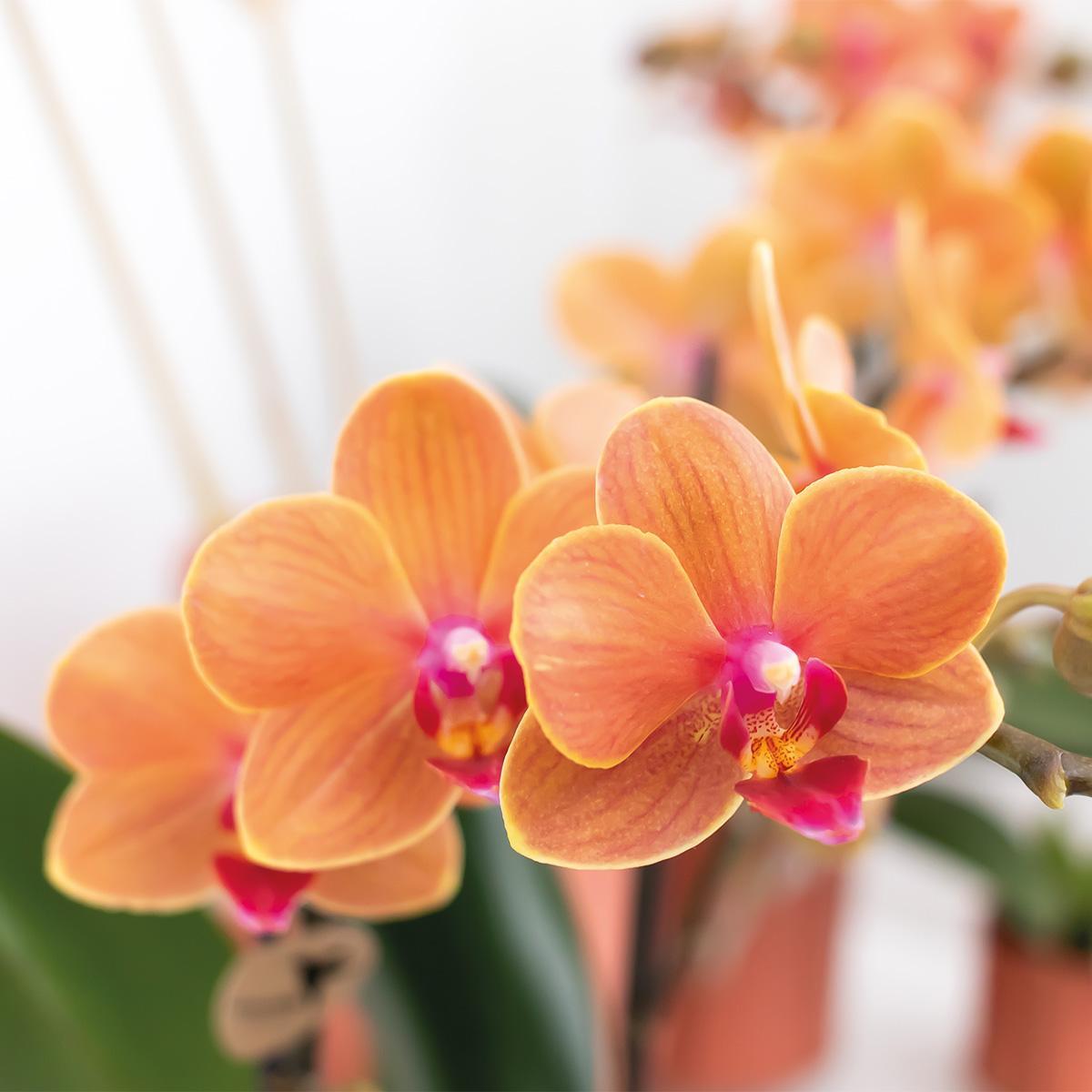 Plante d'intérieur - orchidée phalaenopsis orange - ø9cm - plante d'intérieur fleurie 35cm