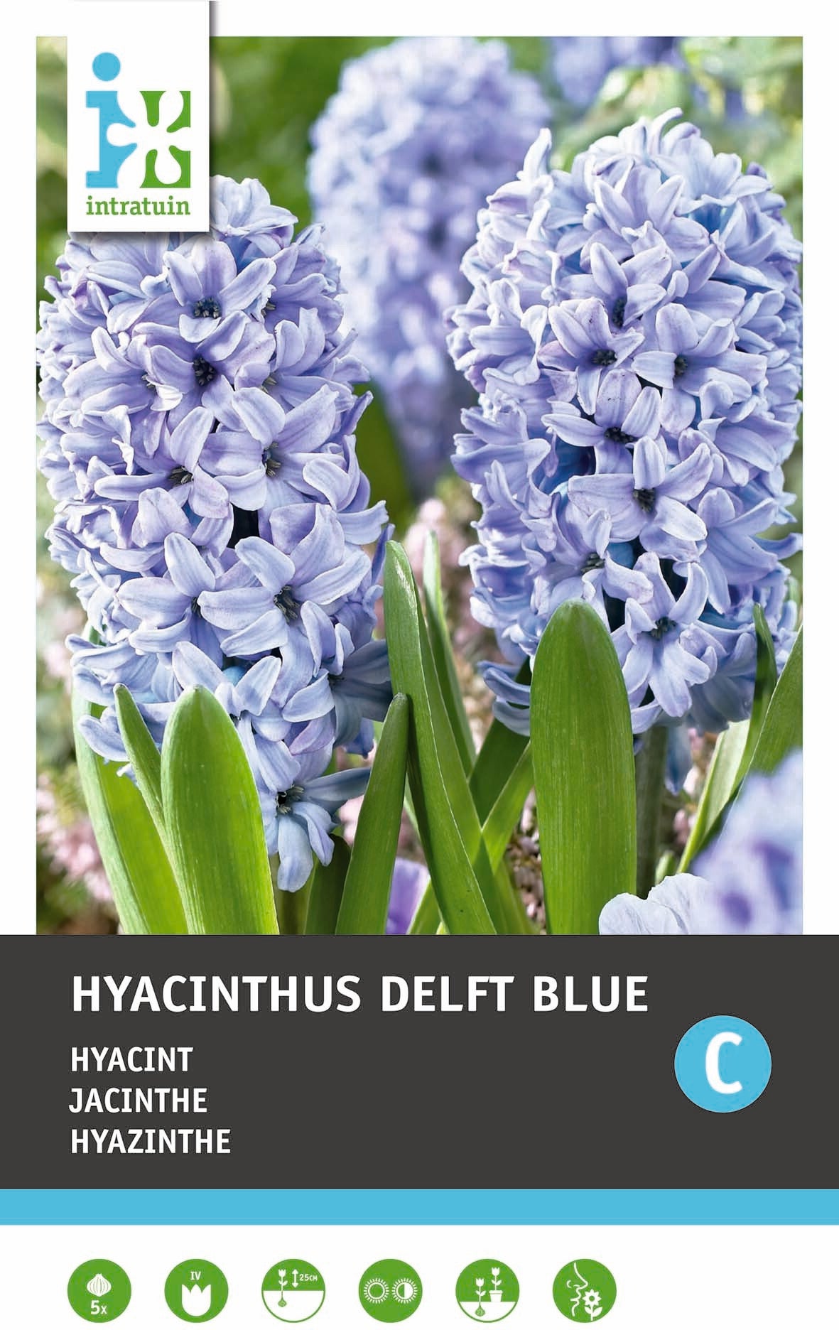 Intratuin bloembollen Hyacint (Hyacinthus 'Delft Blue')5 stuks