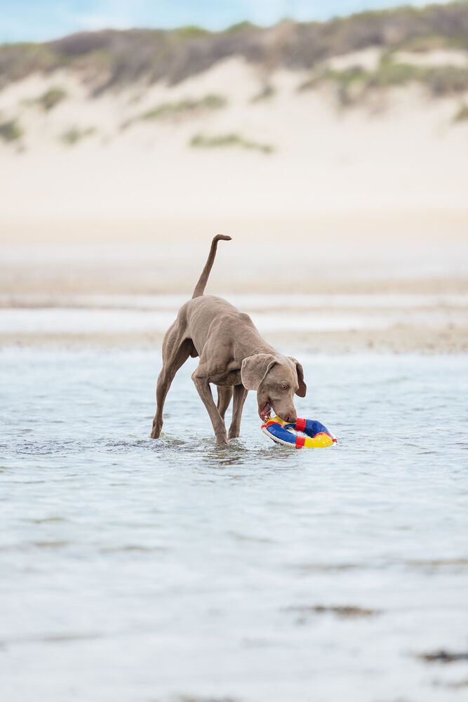 Beeztees Boei Multi - Waterspeelgoed hond - multi - 5x5x5 cm