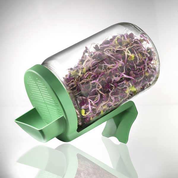 Germoir bocal en verre