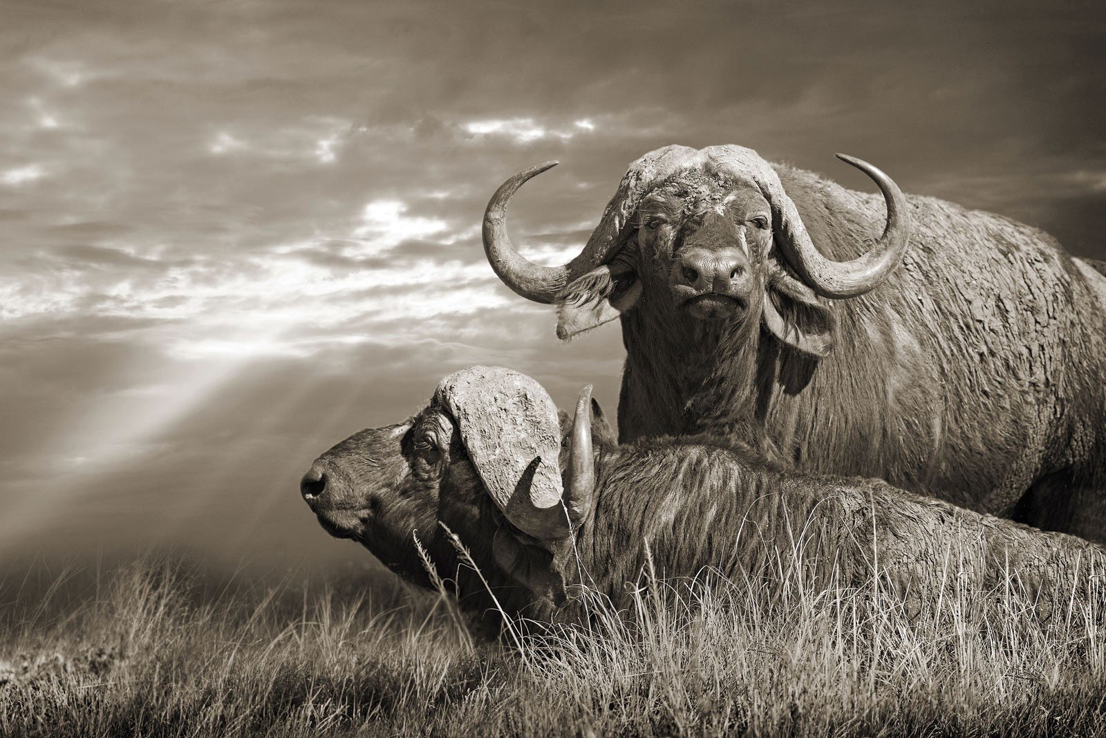Serengeti Buffaloes, Tanzania by Horst Klemm - Limited Edition. Edition of: 100. Signed.