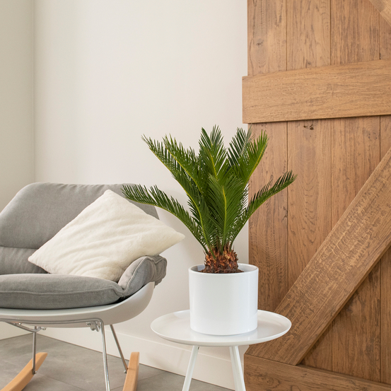Palmier, Cycas Revoluta - pot D14cm