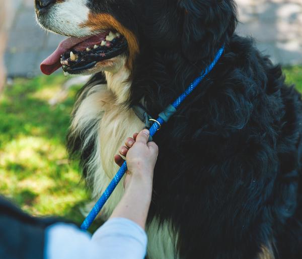 RUFFWEAR® Kombi-Hundeleine Just-a-Cinch™,