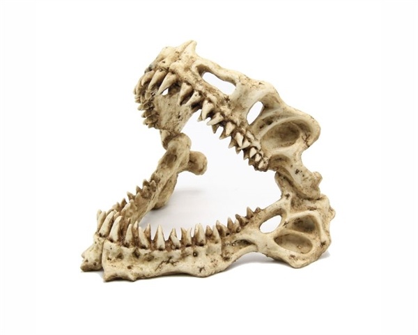 Blue Belle Pacific Shark Skull | Aquariumdecoratie