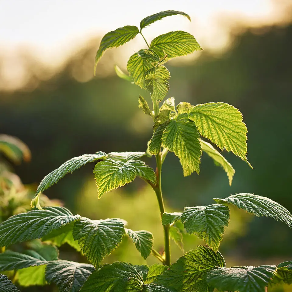 Frambozenplant - Set van 2 - Rubus 'Malling Promise' - Hoogte 50-60cm - ⌀15cm