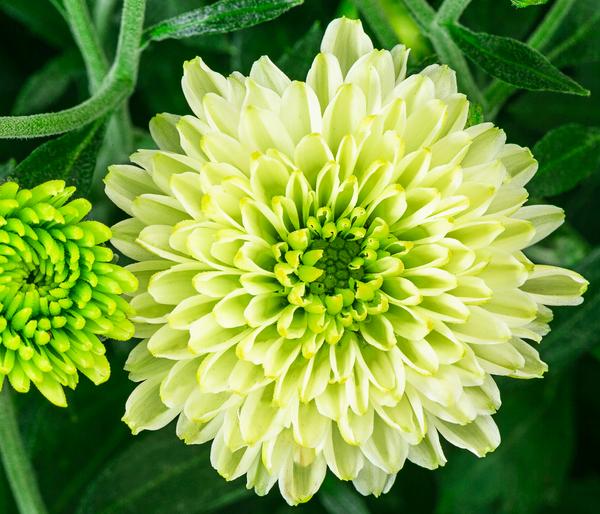 Chrysantheme 'Pistache'