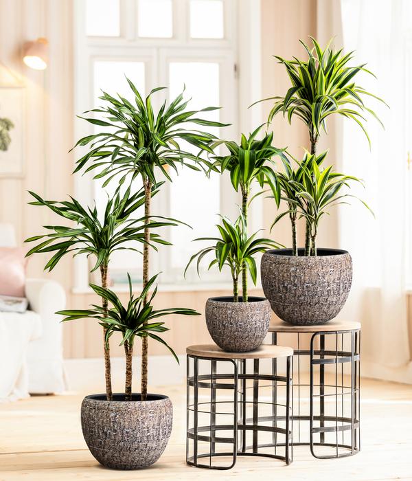 Drachenbaum - Dracaena fragrans 'Hawaiian