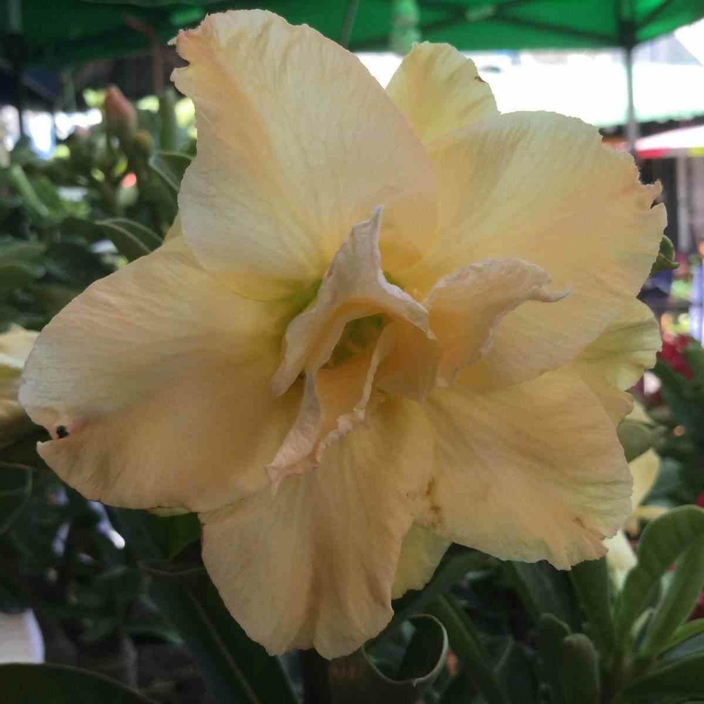 Adenium obesum cv.golden dragon jaune - taille caudex d'environ 150g
