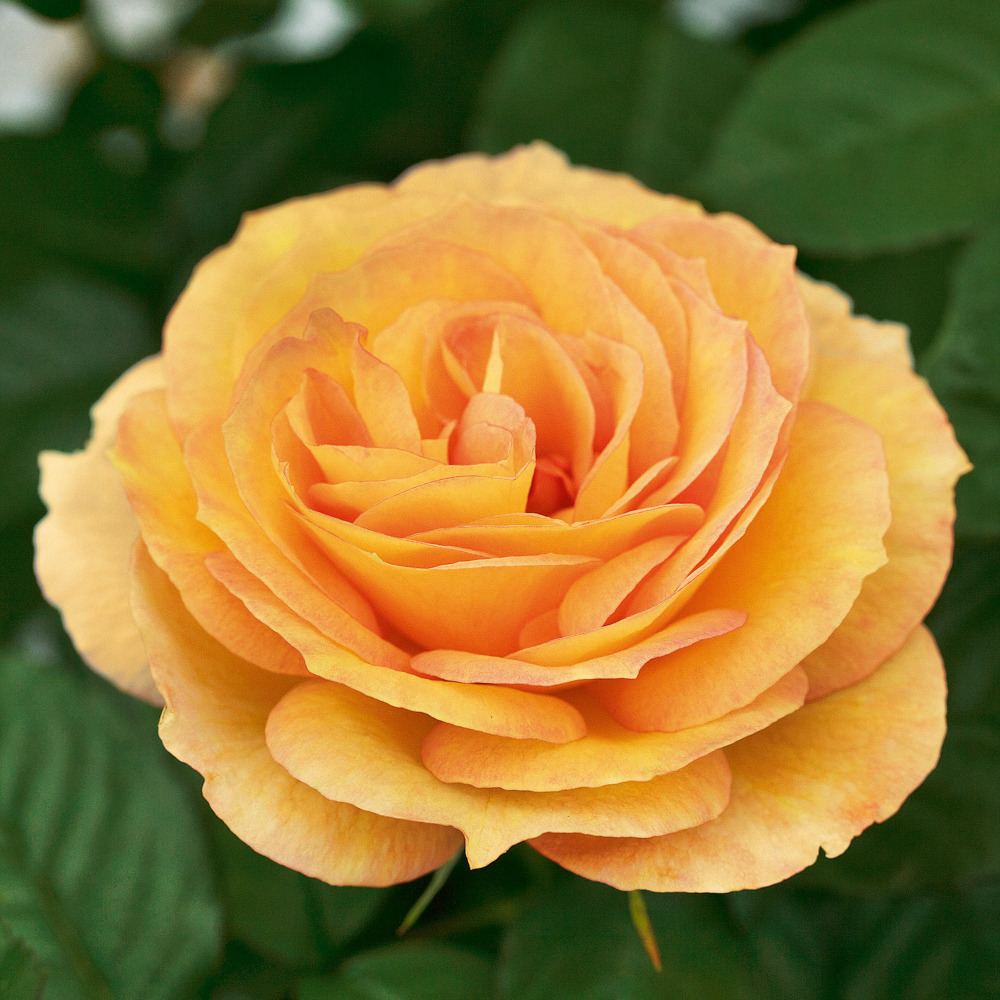 Rosier summertime ® meipiokou le pot de 3l