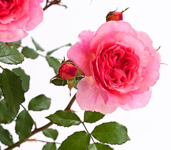 Rosen, verschiedene Sorten