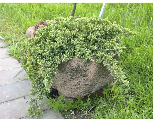 Kruipende jeneverbes FloraSelf Juniperus procumbens 'Nana' H 20-25 cm Co 2 L