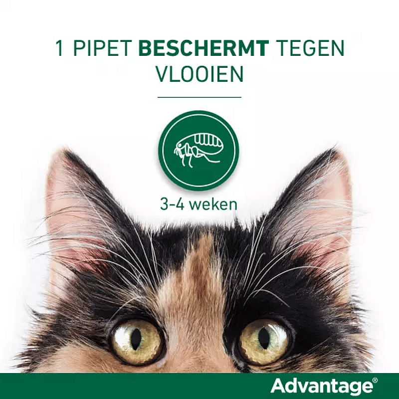 Advantage kat 40 vlooienmiddel