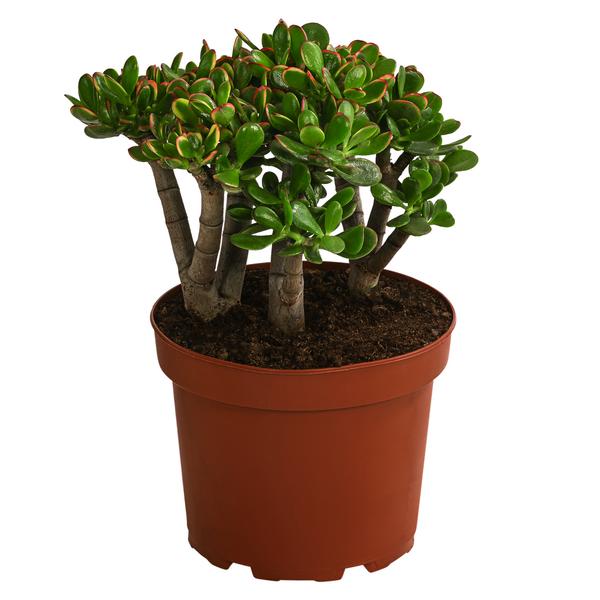 Dickblatt - Crassula cultivars, verschiedene