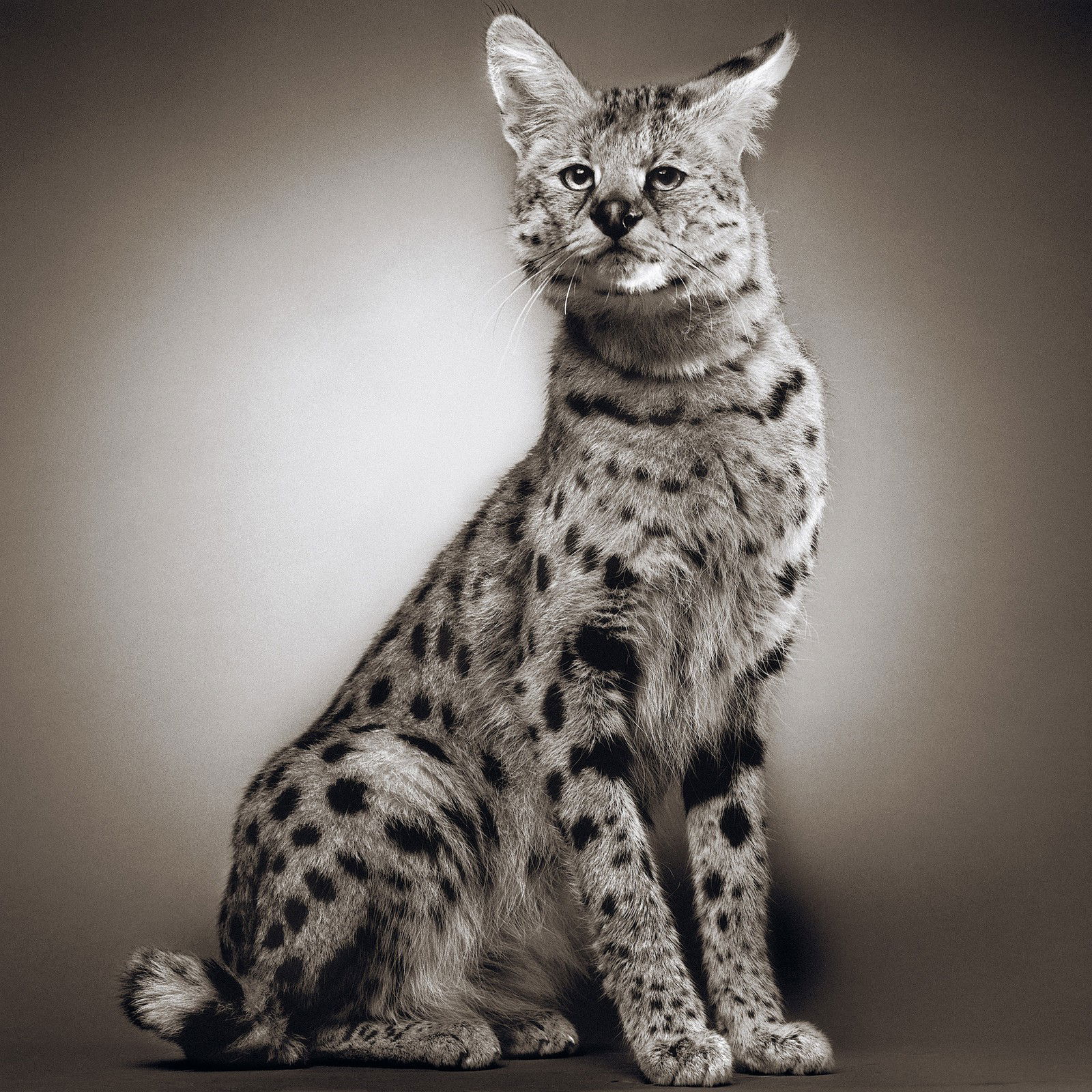 Mogwai by Alexander Von Reiswitz - Limited Edition. Edition of: 100. Signed.