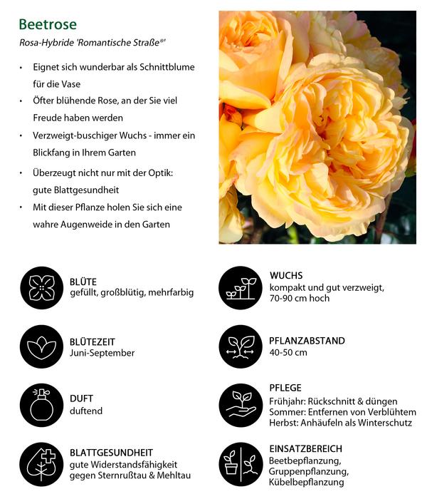 Beetrose 'Romantische Straße®'