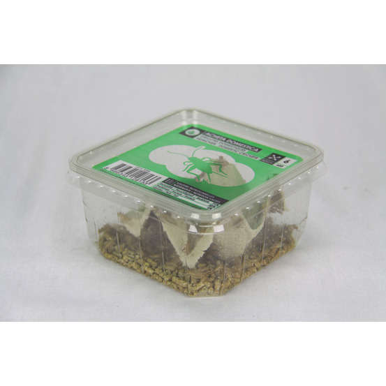 Grillons reptiles, taille M, environ 50 pièces