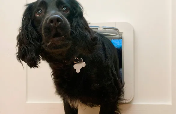 Sureflap Kæledyrsdør XL til microchip HVID, til kat eller lille hund