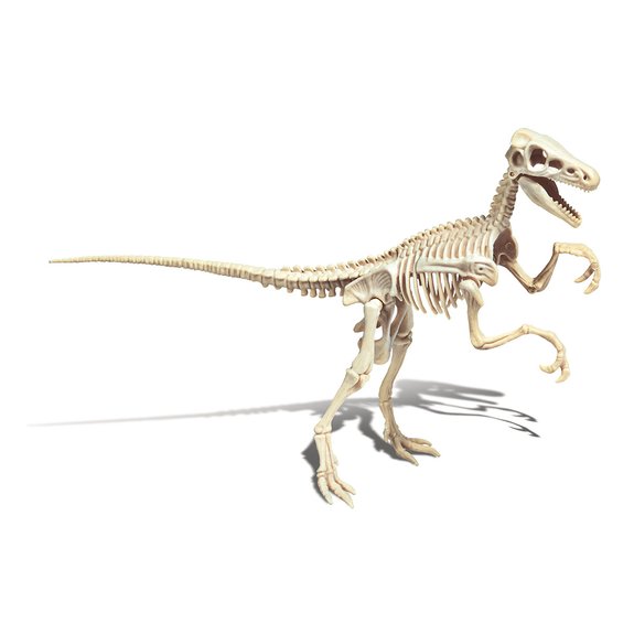 Archéo Ludic Vélociraptor
