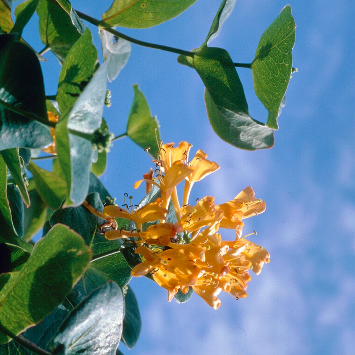 Bloomique – Lonicera tellmanniana – Kamperfoelie – Sinaasappel – Klimplanten – Tuinplanten – Winterhard – Potmaat 15 cm – Hoogte 70–80 cm