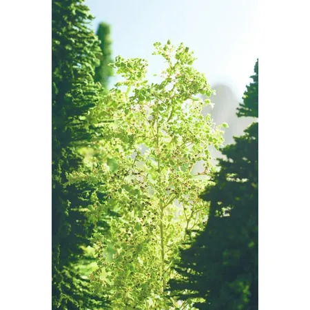 NOCH 23100 - Natur-Bäume