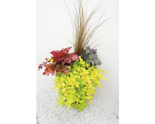 Herfstmagie Gemengde Planten Ø 24 cm Pot